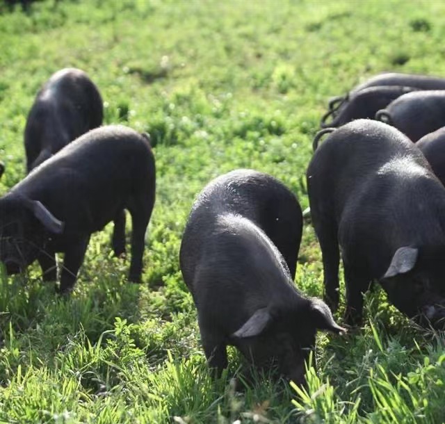 黑豬照片3.jpg 黑豬照片3.jpg